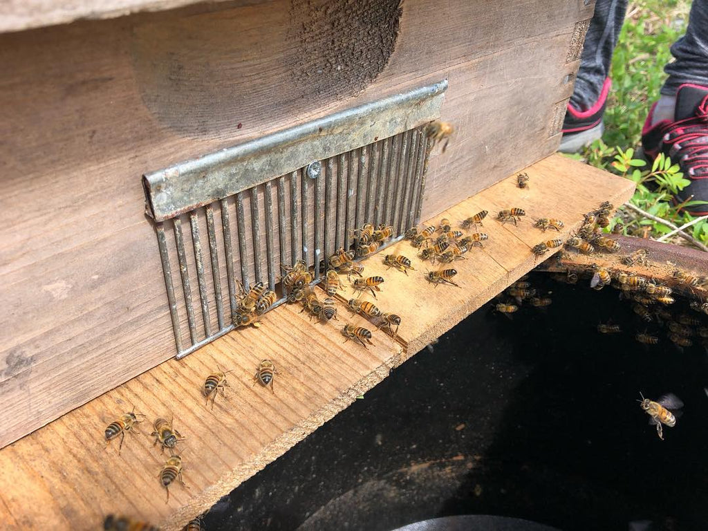 honeybees in langstroth hive