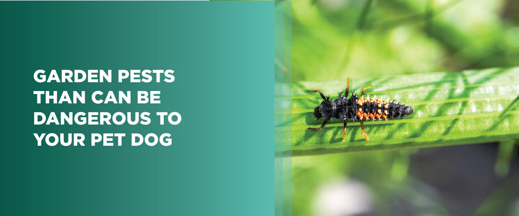 Garden Pests Than Can Be Dangerous To Your Pet Dog — MDX Concepts