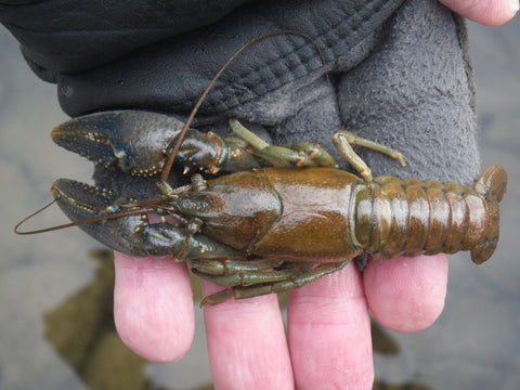 Natural Crayfish found on the Shenandoah River