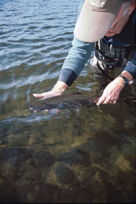 Virginia Fly Fishing Report for Trout