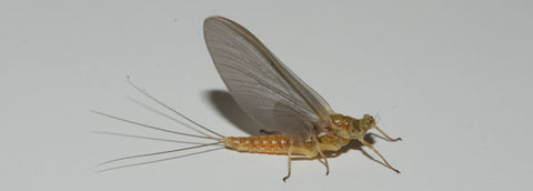 Sulphur Mayfly