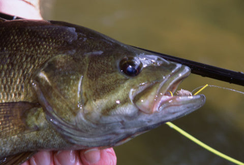 Smallmouth Bass Fly Fishing