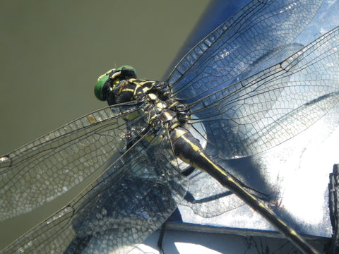 Dragonfly - Murray's Fly Shop - Shenandoah River Virginia