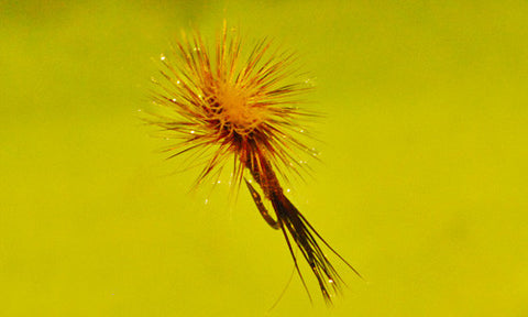 Mr. Rapidan Dry Fly Floating on Water during dry fly floatant test