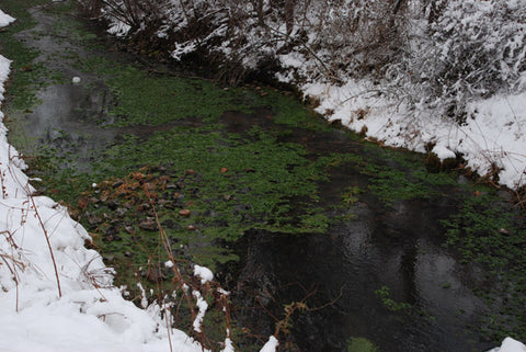 Virginia Fly Fishing Report