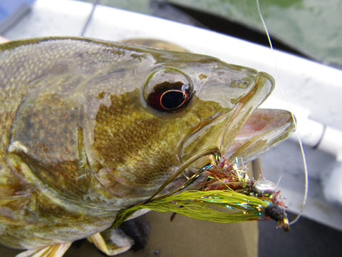 Smallmouth Bass Guided Float Trip on the Shenandoah River