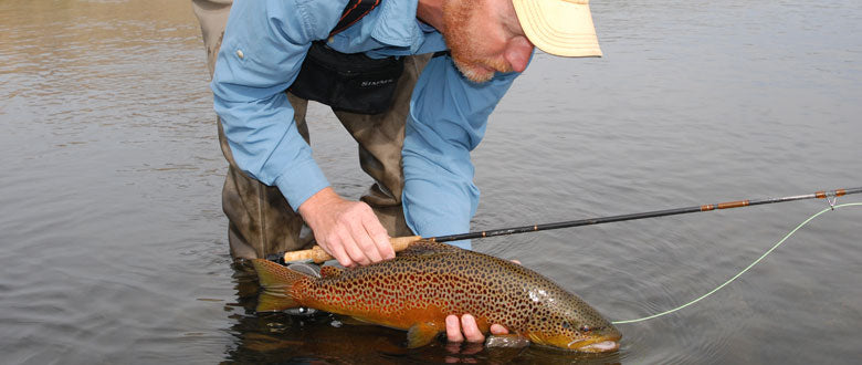 Trico Fishing on the western trout streams