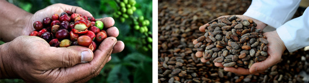 Coffee and Chocolate production processes