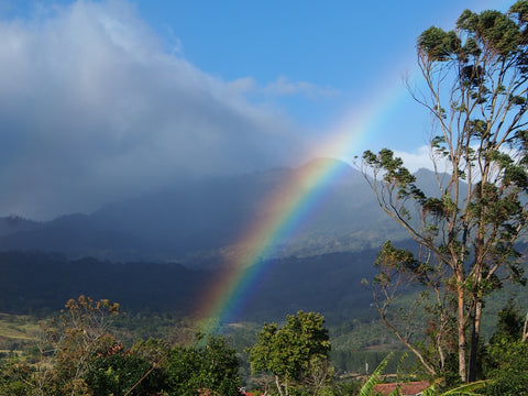 Panama bajareque rainbow