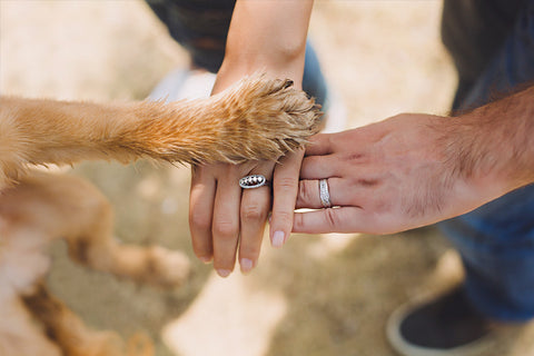 Including Your Four-Legged Friend On Your Big Day
