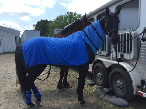 equi cool down cooling products for horses