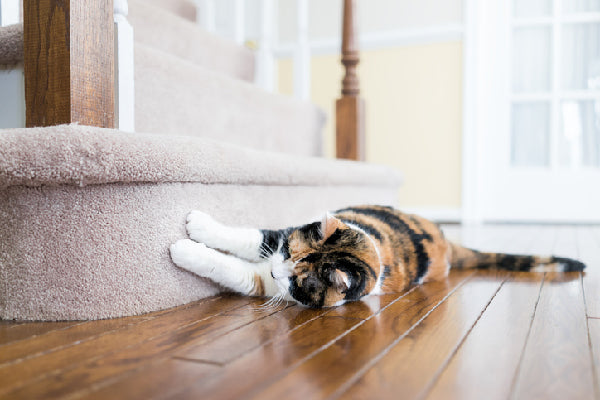 Best Flooring for Cats 