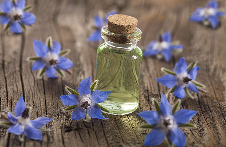 Borage