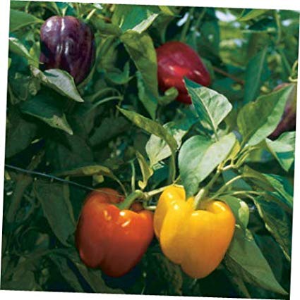 Rainbow Bell Pepper Mix Heirloom Seeds