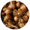 Onions Image