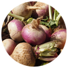 Turnip Image