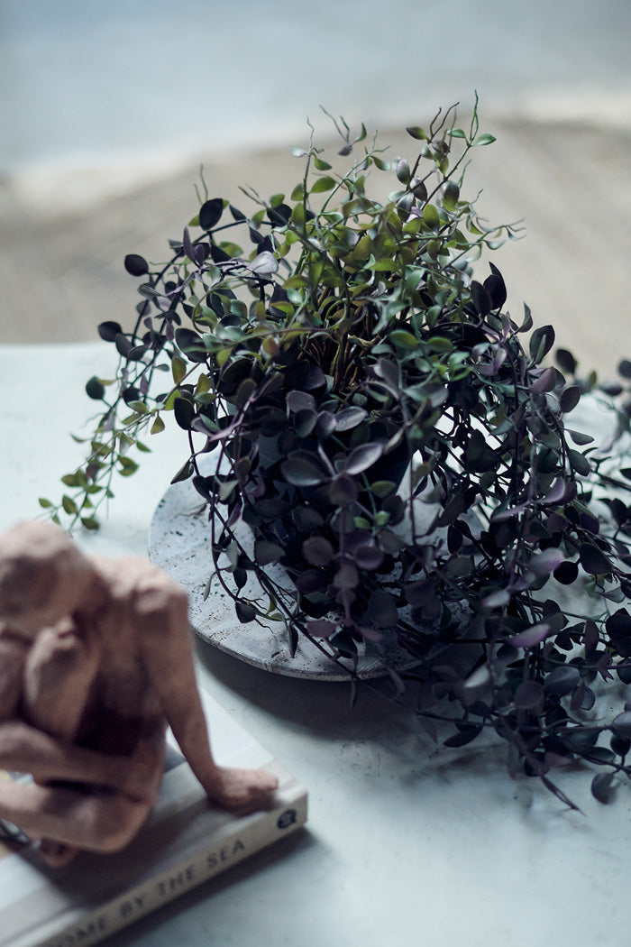 Trailing Dischidia in Pot