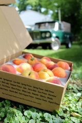 Neatly organized box of peaches