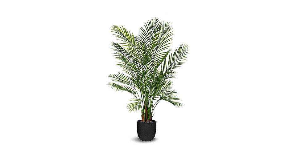 areca palm