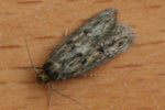 adult brown house moth