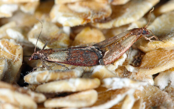 pantry moth infestation indian meal moth