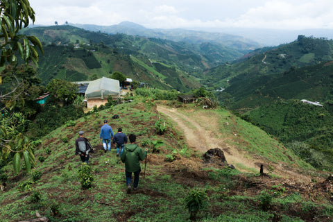 Direct trade Colombia Coffee