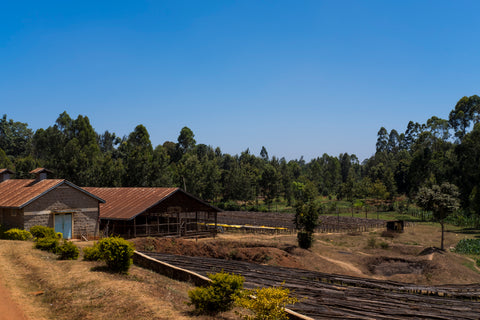 Kariru Kenya coffee cooperative