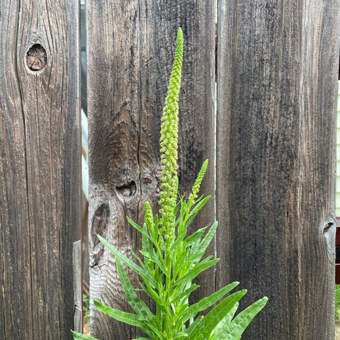 Flowering weld plant