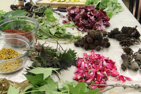 plants for dyeing 