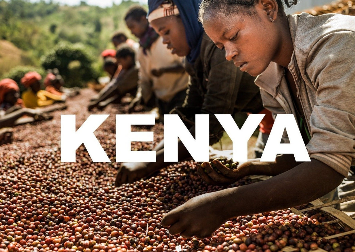 Description of flavor characteristics of EMBU koli fruit coffee beans in Enbu, Kenya