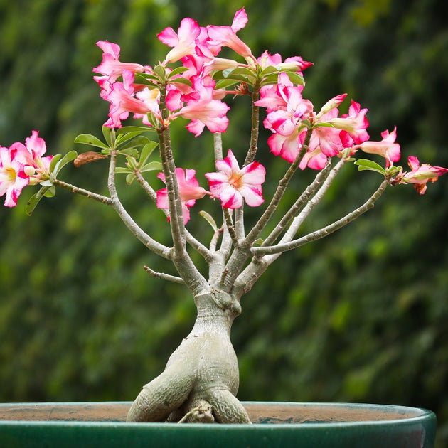 Adenium Seeds – Seeds for Africa