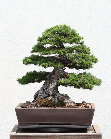 Scots_Pine_bonsai_237__2011-05-29_large.jpg?3617