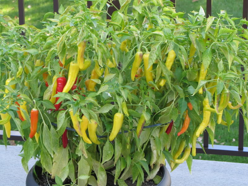 Hungarian Hot Wax Chilli Pepper Capsicum Annuum 30 Seeds Seeds For Africa