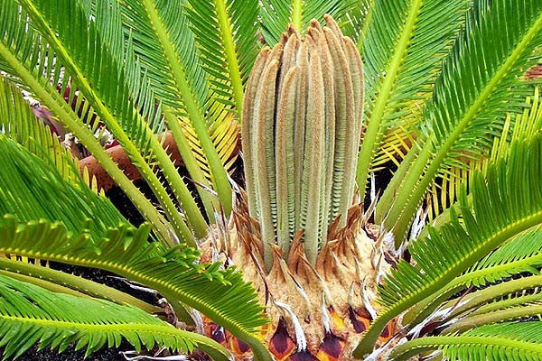 Cycas Revoluta Sago Cycad Sago Palm 5 Seeds Seeds For Africa