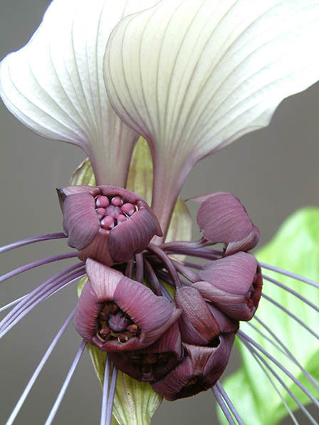 White Bat Flower Tacca Integrifolia Exotic Chinese Bulb Seeds Wh Seeds For Africa 