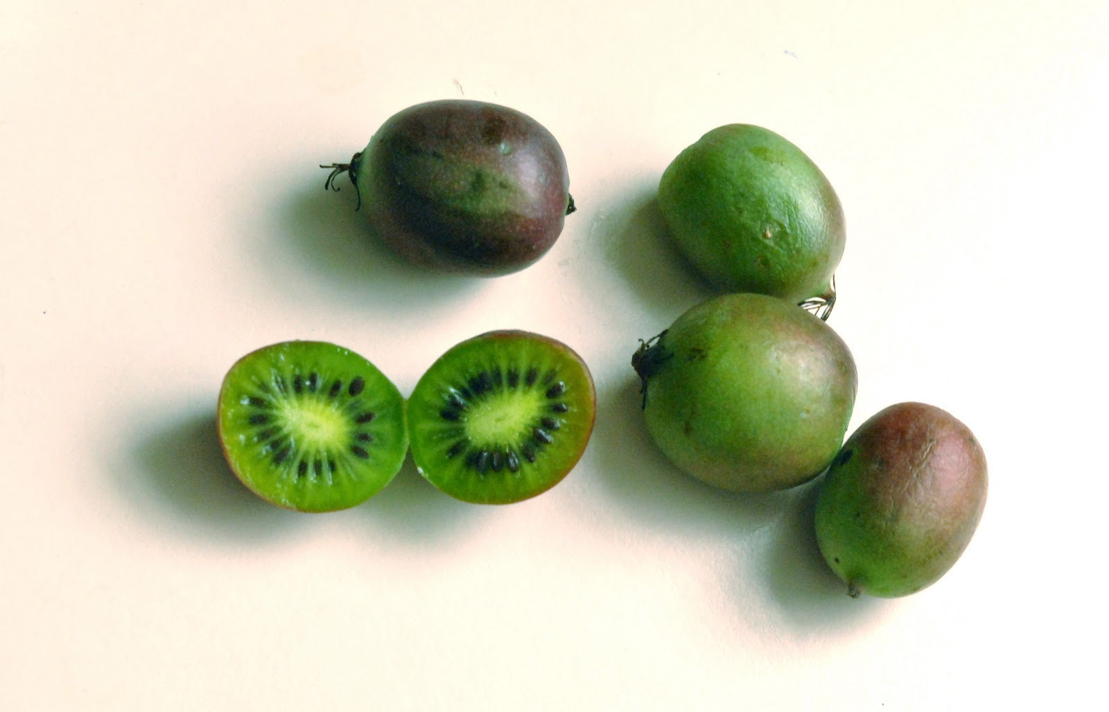 Actinidia arguta - Kiwi berry - Kiwi Fruit variety - Exotic Shrub - 5 ...