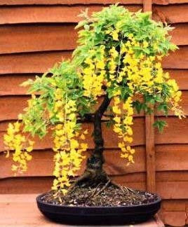 bonsai tree golden rain koelreuteria paniculata seeds laburnum deciduous africa lemon trees