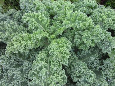 vates blue curled scotch kale / curly kale - brassica oleracea