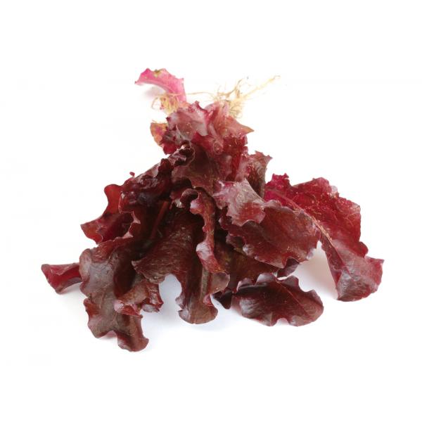 oakleaf red lettuce - lactuca sativa - vegetable - 100 seeds