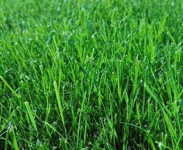 Evergreen Mix Lawn / Grass Seed | Seeds for Africa