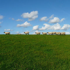 herd of sheep walking on green grass with bright blue sky