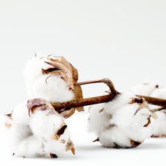 three cotton bolls attached to branch on white background