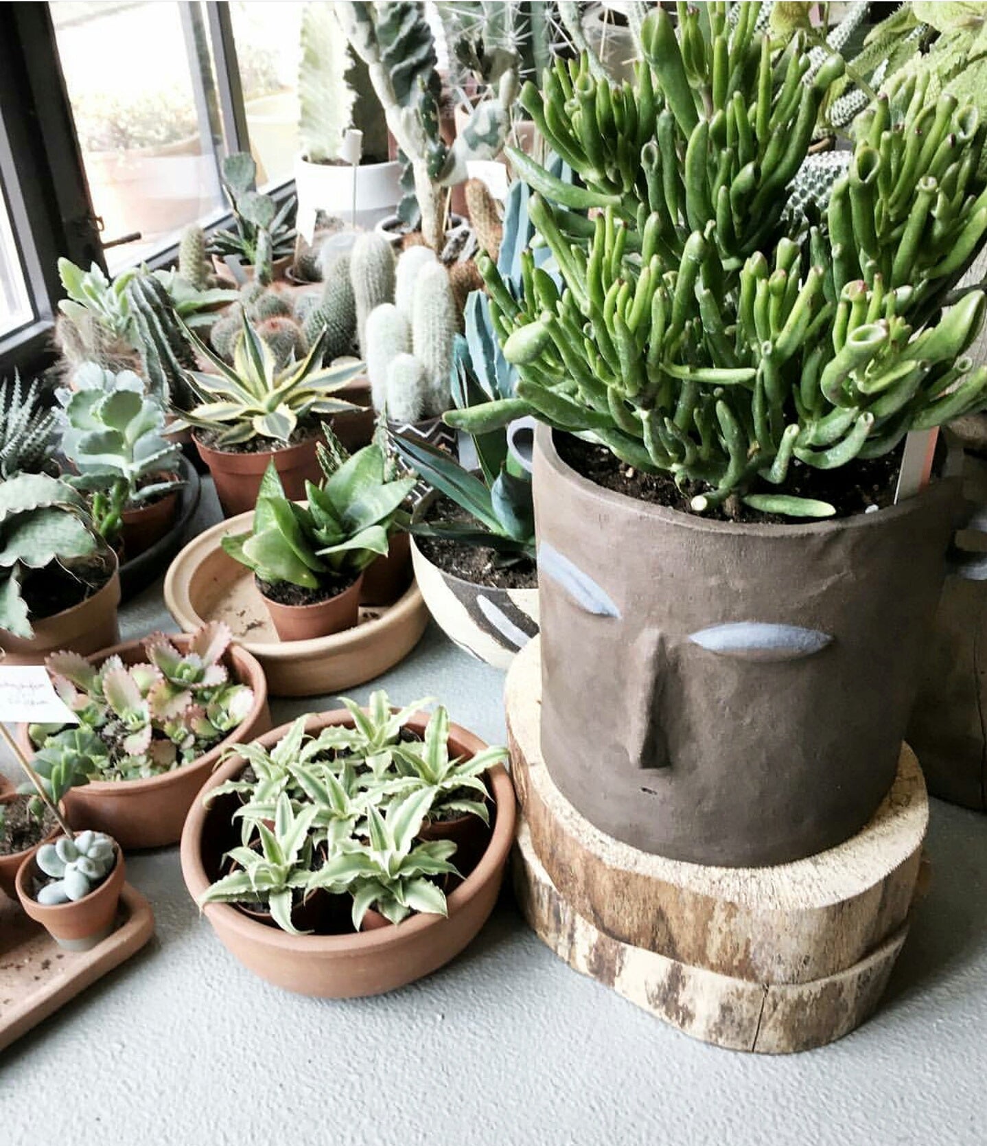wohha ceramics x labofem plants