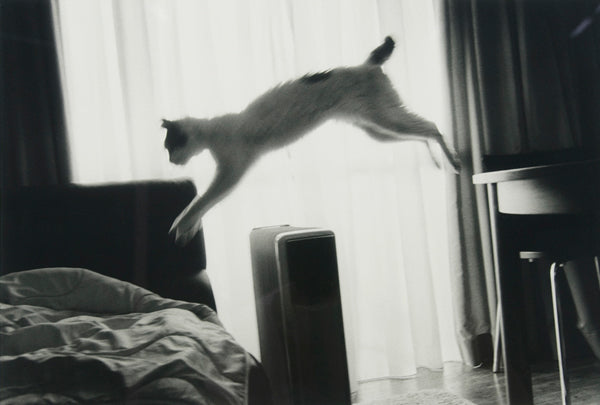 Nobuyoshi Araki-cat_art_contemporary_photography_Japan_erotic_article_Kids of Dada