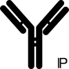 Anti-AAAS antibody (AA36922)