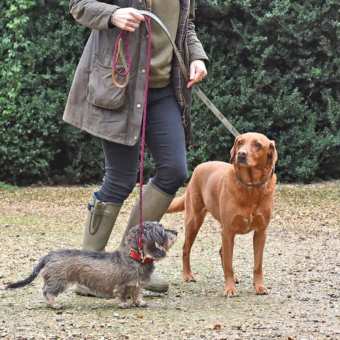 dog friendly pubs