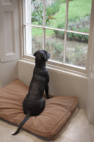 Behind the scenes on the Dragonfly photo shoot - Mabel keeping guard