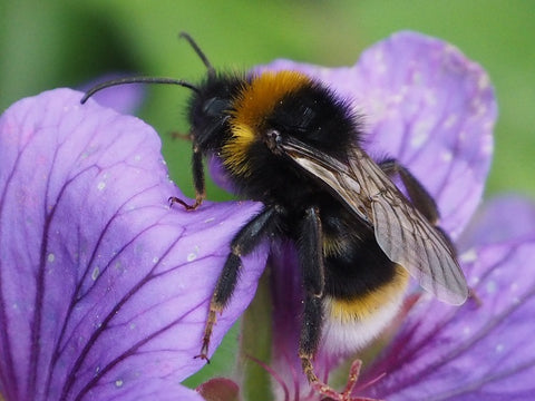 why bumblebees important