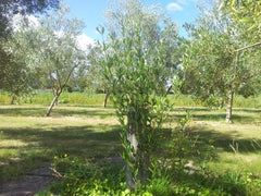 Kalamata Olive Tree Telegraph Hill H4