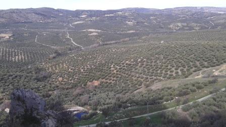 Olive Trees forever Spain Telegraph Hill